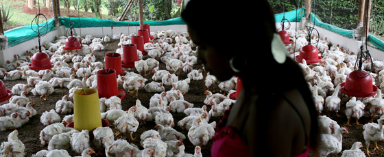 Village Poultry Farmer Photo Charlotte Kesi, World Bank